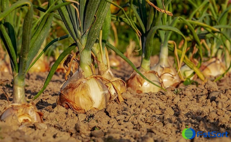 images/1728283877447New Zealand onion.jpg